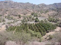 yemen_HarazFarm.jpg