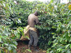 09農園視察 172.JPG