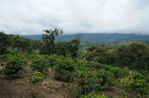 手前の若い木はカスティージョです