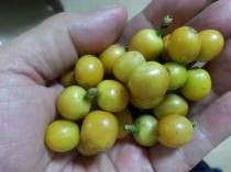 宮城・チェリー