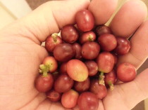 玉那覇・チェリー