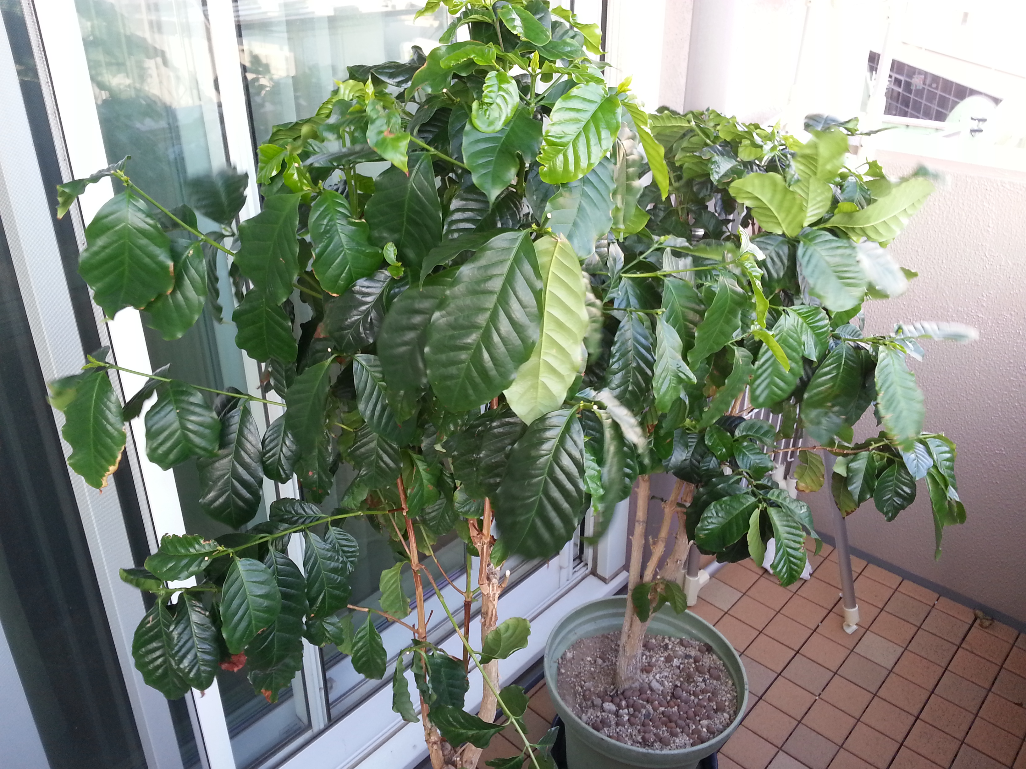 コーヒーの木 10 日記 パパ日記 Horiguchi Coffeeチャンネル 堀口珈琲 Horiguchi Coffee