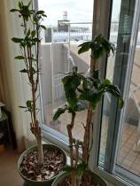 20160416_072601_Richtone(HDR)