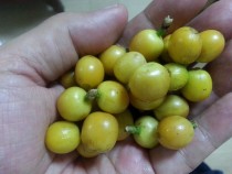 宮城・チェリー (640x480)